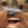 BBVibE emote