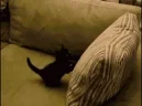ROLLED emote