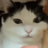 catBite emote