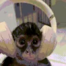 mokyLISTEN emote