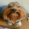 27xZYjf2_400x400 emote