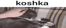 cat emote