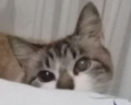 Adnan emote