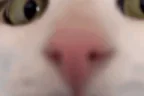 plinkStare emote