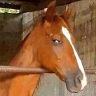 sideeye emote