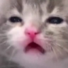 ehhhh emote