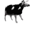 vaca emote