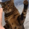 modsInvertingTheirBooba emote