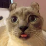 duh emote