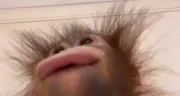 uuwuu emote