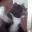 CATATTACK
