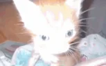 gm emote