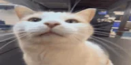 pupupupupupu emote