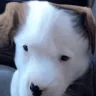 wofo emote