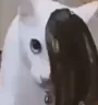 emocat emote
