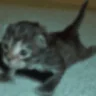 PushUp emote