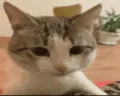 bruhCat emote