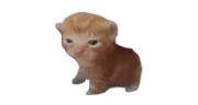 robtosis emote