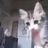 Yooo emote