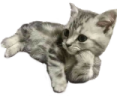 WaitingForStream emote