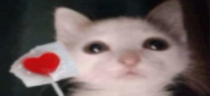 DankiHeart emote