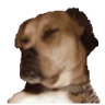 dogJAM emote