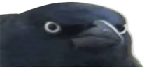 crowU emote