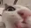 Emote