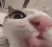 mlem emote