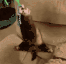 FerretSpin