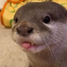 OtterBLEH emote