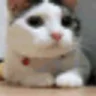 нет emote