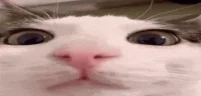 plenk emote
