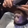 YOOOTHISMONKEGETTINGACUT emote