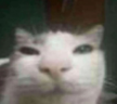 yo emote