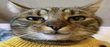 Starecet emote