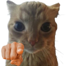 catYOU emote