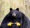 kisadda emote