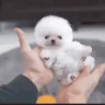 awwthatdogissocuteHOLYSHITTHEGOATLEBRONFUCKINGJAMESCOMESOUTOFNOWHEREANDABSOLUTELYSLAMSTHATSHIT emote