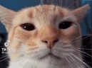 gug emote