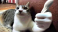 ThumbCat