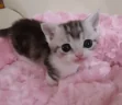 cutecatblankie emote