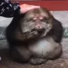 kaaef emote
