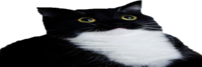 bigboobs emote