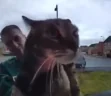 maow emote