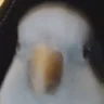 sisi emote