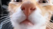yes emote