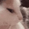 bop emote