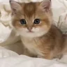 meooow emote