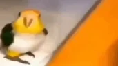 keshadance emote